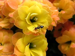 Formica Crematogaster scutellaris