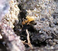 Formiche Lasius una scura e una chiara