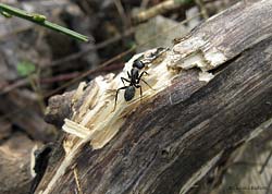 Formica scavatrice genere Camponotus
