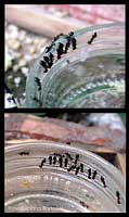 Crematogaster scutellaris assetate