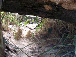 Cumuli di segatura causata dalle formiche che scavano il legno