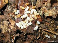 larve bianche e uova di formica rossa