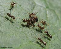 gruppo di Lasius che hanno circondato un'altra piccola formica