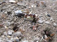 Grossa formica rossa