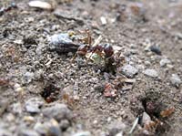 Grossa formica rossa