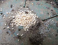 Formiche con le uova al centro di un sottovaso