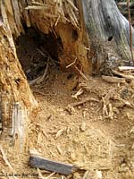 Formiche che scavano un tronco marcescente