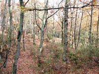 Il bosco con foglie rosse