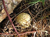 ovulo chiuso di amanita che sta nascendo dal terreno