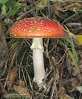 fungo adulto di Amanita muscaria