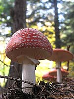 fungo Amanita muscaria