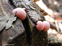 Lycogala epidendrum - fungo a forma di palline rosa