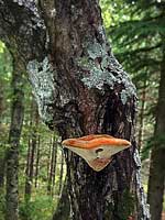 Polyporacee, fungo del legno