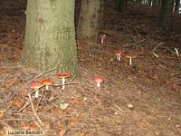 Gruppo di amanite muscarie nel sottobosco