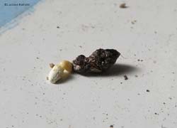 cacca di Geco