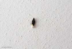 cacca di Geco appesa al muro