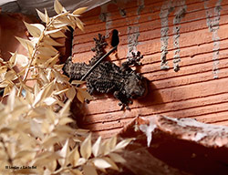 Grosso Geco scuro