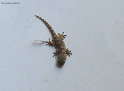 Piccolo Geco