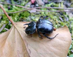 Chelotrupes sp.