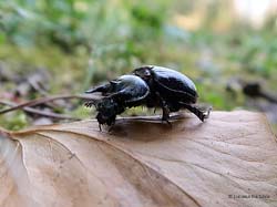 Chelotrupes sp.