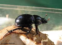 Geotrupes stercorarius
