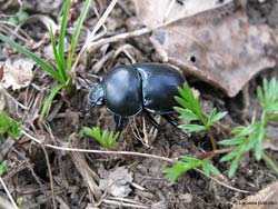 geotrupidae in fuga