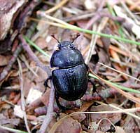 Geotrupes sp.