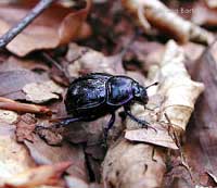 Geotrupes stercorarius