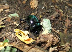 Trypocopris vernalis