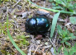 Trypocopris vernalis