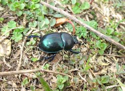 Trypocopris vernalis