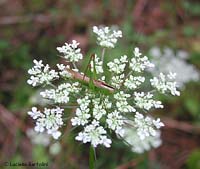 Conocephalus discolor