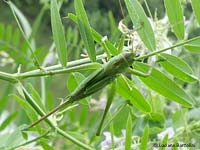 Grossa cavalletta verde