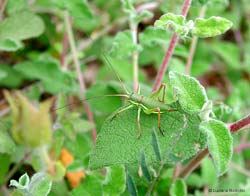 Ephippiger sp