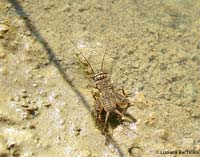 Acheta domesticus giovane