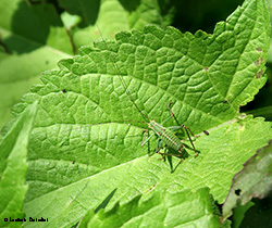 Giovane Tettigonide