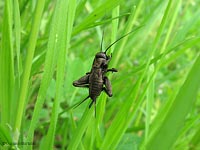 Gryllus campestris grillo canterino