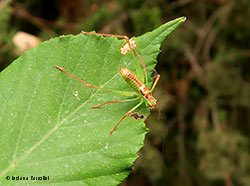 Leptophyes punctatissima maschio