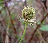 Oecanthus pellucens