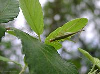 Oecanthus pellucens