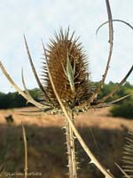 Oecanthus pellucens