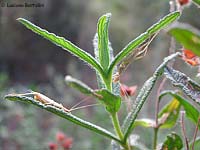 Grillo Oecanthus pellucens