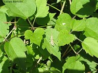 Oecanthus pellucens