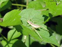 Oecanthus pellucens