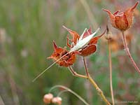 Oecanthus pellucens sulle capsule dei fiori di cisto