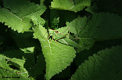 Tettigonia viridissima