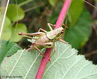 Tettigoniidae sp.