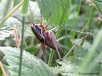 Tettigoniidae Pholidoptera sp.