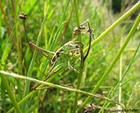 Tettigoniidae sp.