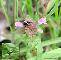 Pholidoptera griseoaptera - ninfa